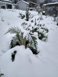 Artischocke unter Schneedecke