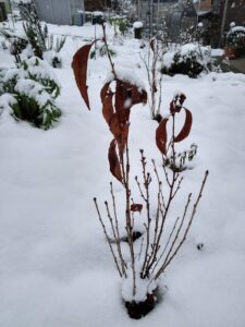 Zierkirsche Amanogava im Schnee mit letzten Blättern