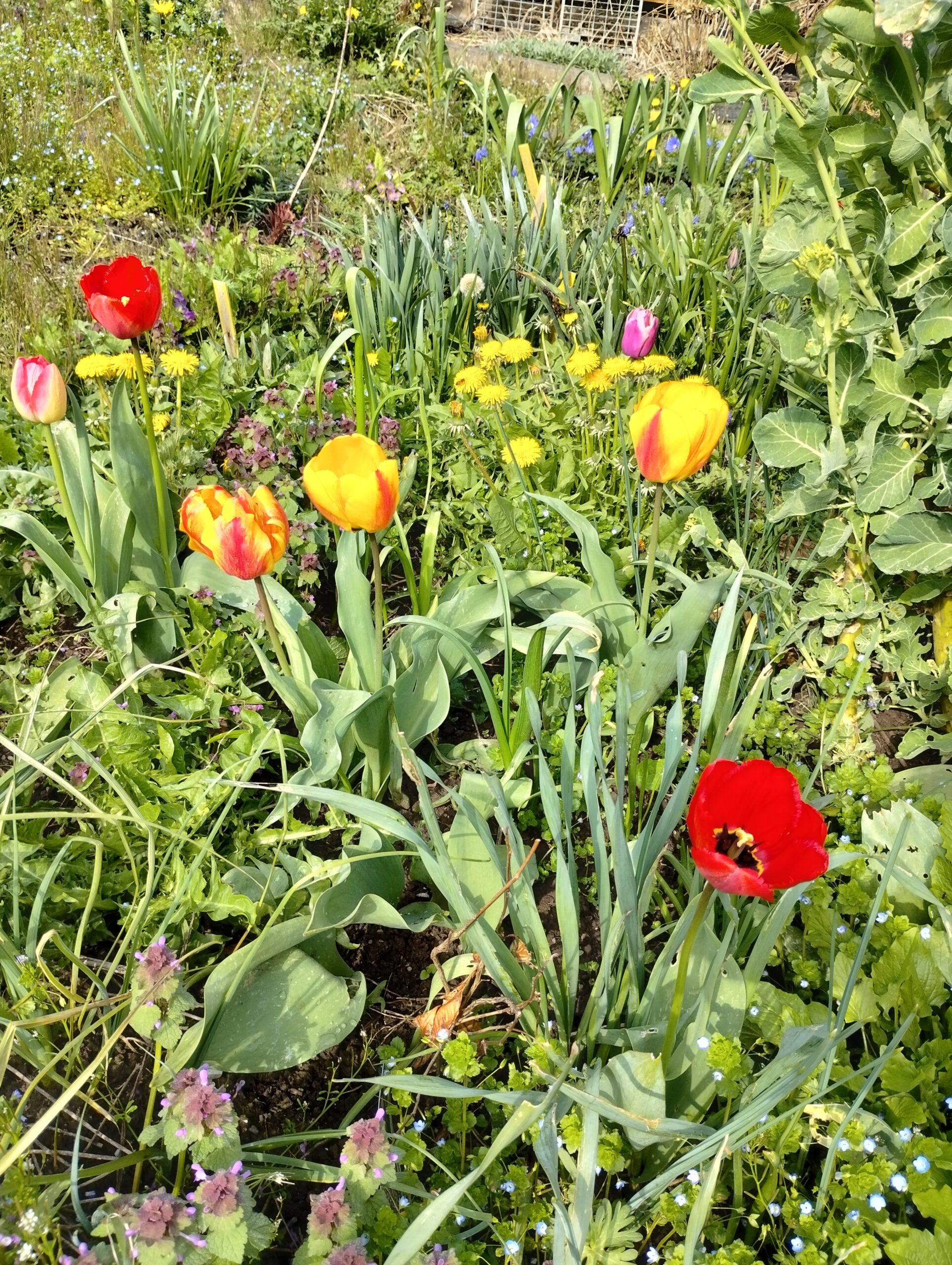 Frühlingsgarten mit Tulpen, Löwenzahn und vielen Wildblumen